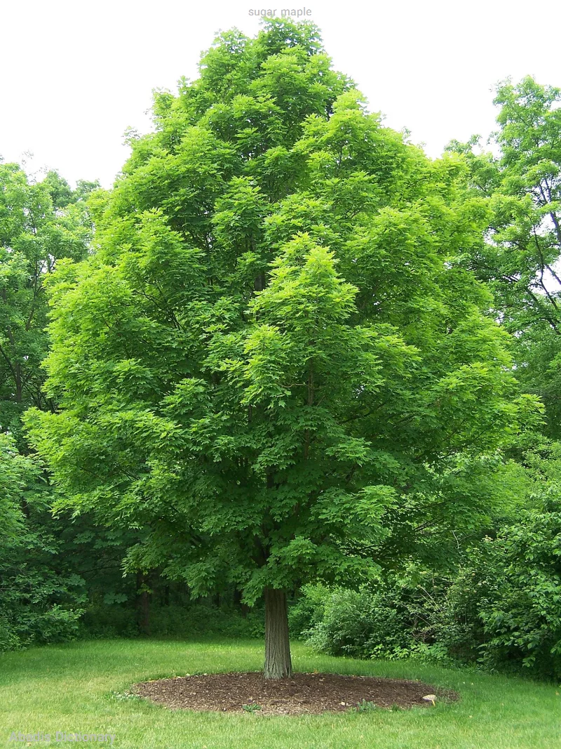 sugar maple